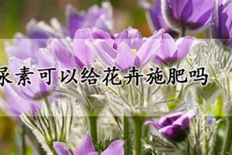 天堂鸟的黄叶卷起来是怎么回事？
