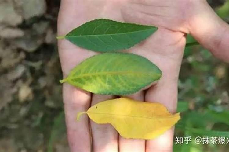 香蕉皮养什么花最好 适合做哪些植物的花肥