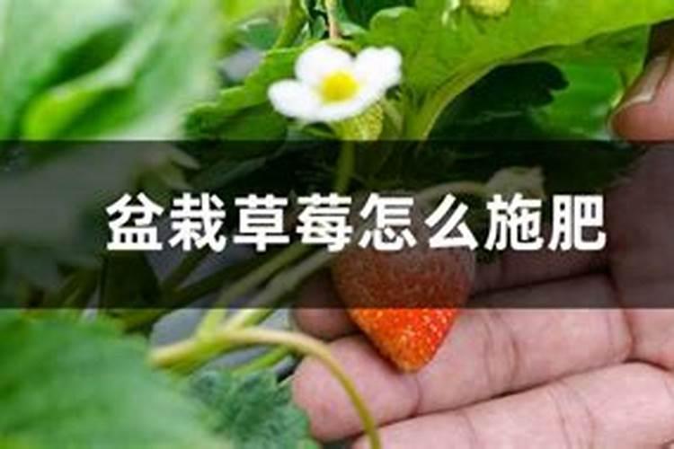 绿豆的种植很广泛,绿豆种植什么时期施肥比较好？