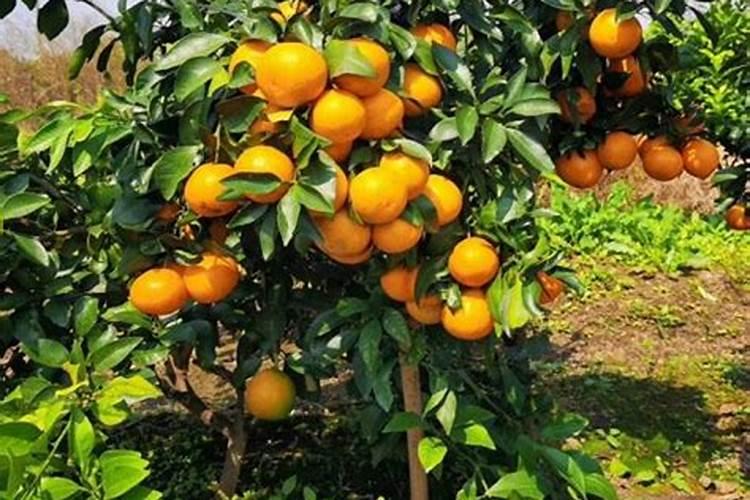 桔子树移栽要不要剪叶 桔子移栽定植技术
