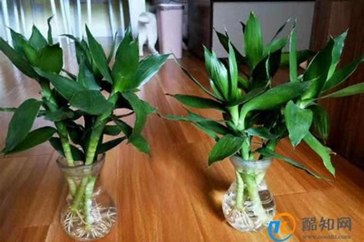 芸苔素和赤霉素有什么区别 芸苔素和赤霉素的区别