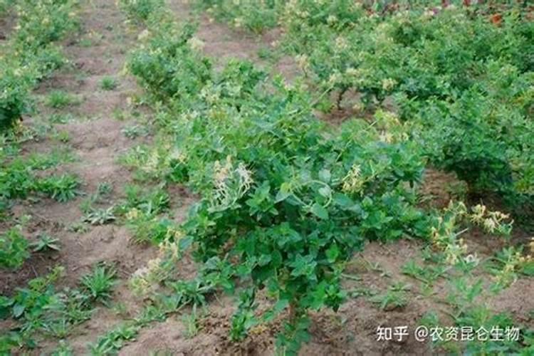 百香果浇什么肥料合适