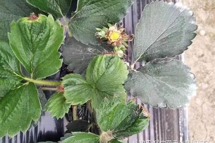 在草莓种植过程中需要补钙吗 草莓缺钙怎么办用什么补钙最好
