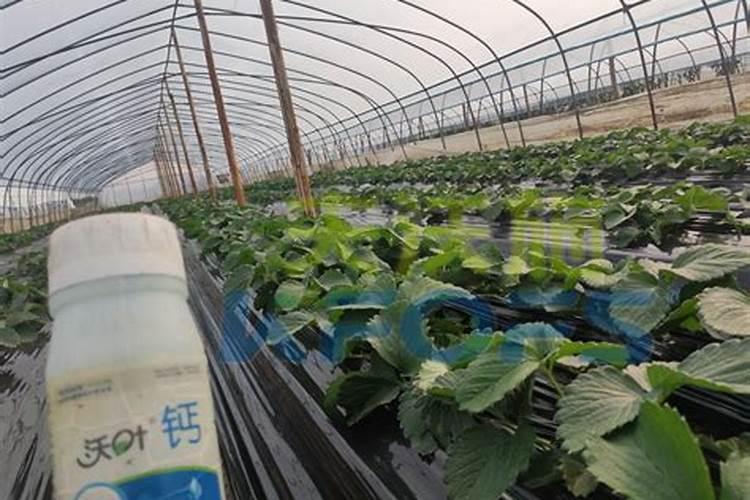 草莓缺钙冲施什么肥料