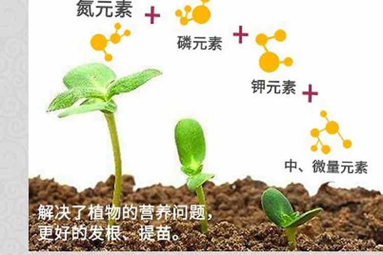朱顶红种下多久浇水一次 朱顶红种下后如何浇水