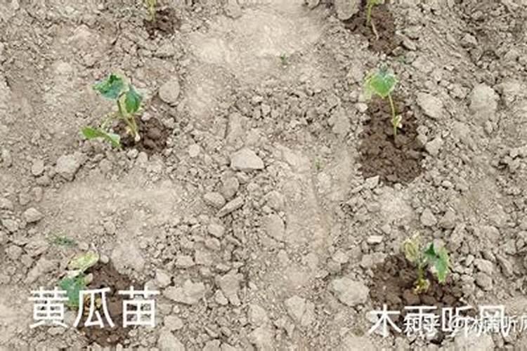 黄瓜刚栽上打点什么药好应该注意什么问题