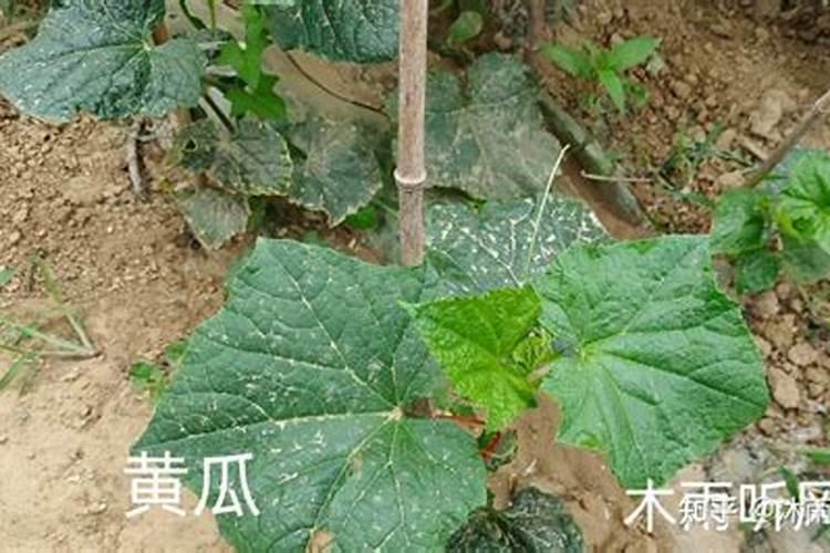黄瓜的追肥很重要,黄瓜种植什么时候追肥比较好？
