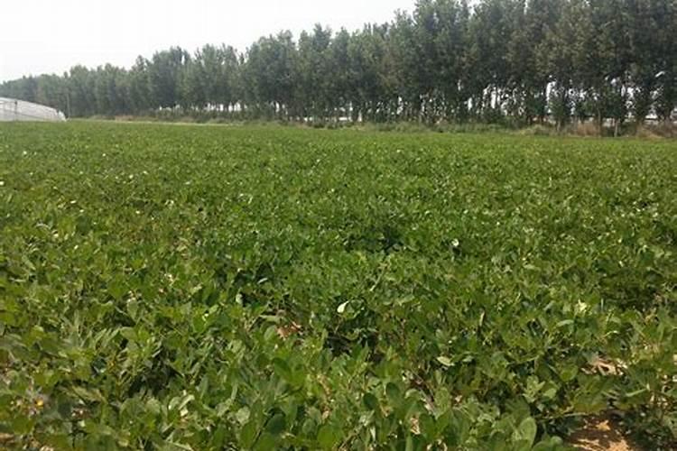 种花生怎样用化肥