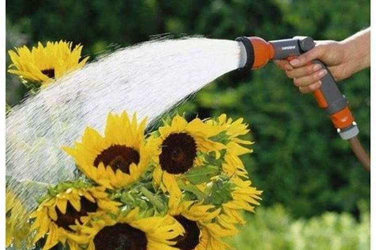 移裁花草多久施肥好 移植花草后何时施肥最适合？