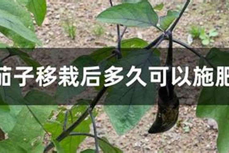 星王子怎么爆盆移植