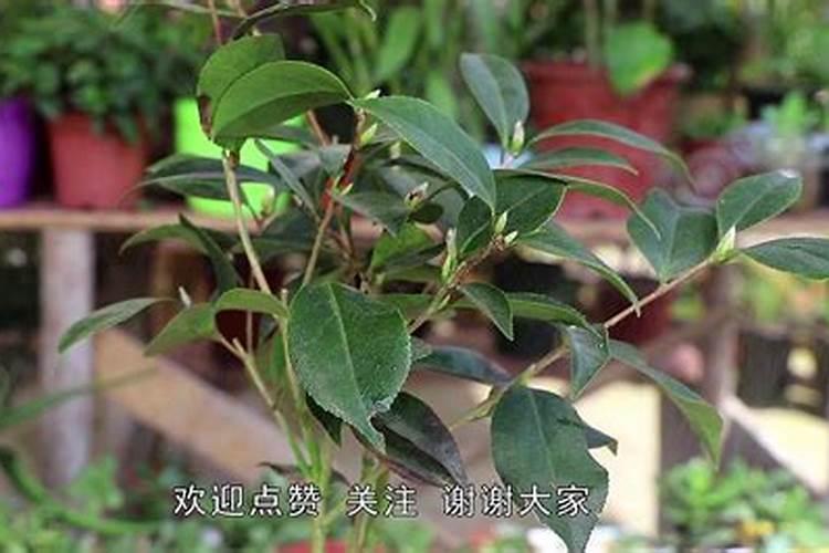 茶花施什么肥料最好