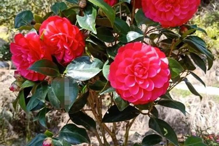 茶花如何施氮肥长得好