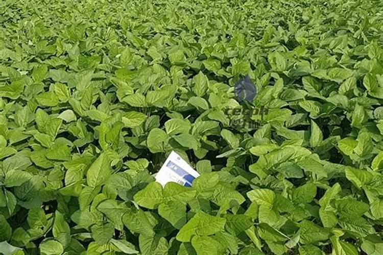 很多人都会给大豆施用硼肥,硼肥都有哪些作用呢？