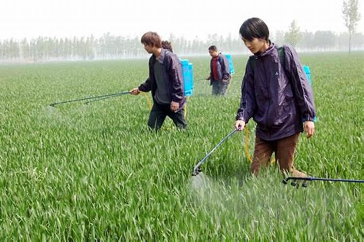 烤烟种植的基本过程或步骤？