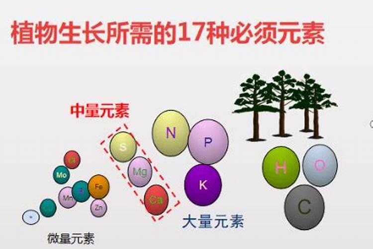 桂花树施肥用什么肥料好 施什么肥长得最快