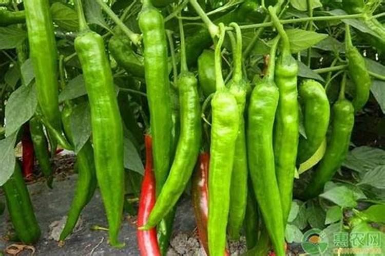 辣椒脐腐病,用什么钙肥比较好？