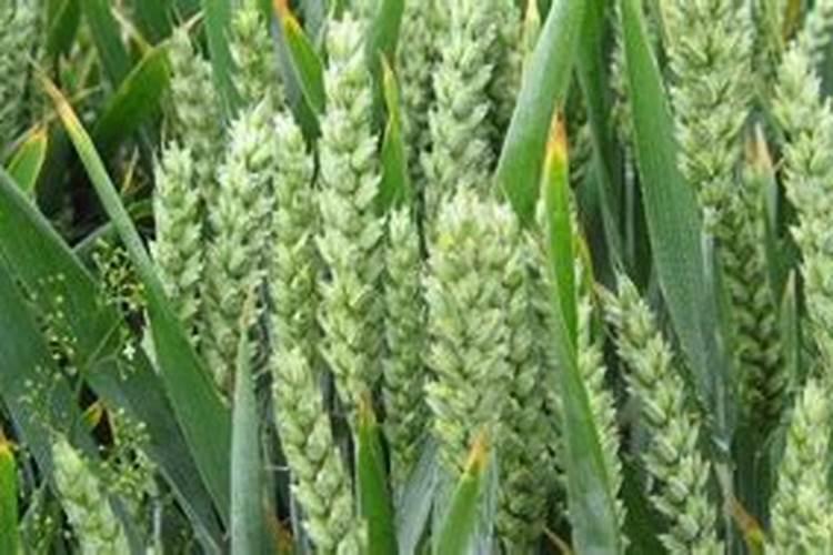磷酸二氢钾和锌肥及芸苔素可以在玉米苗期混用吗？