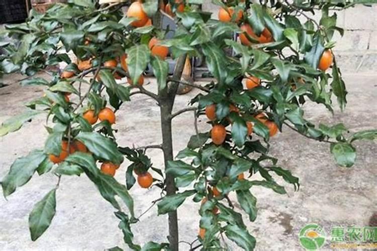 青菜用什么肥料最好