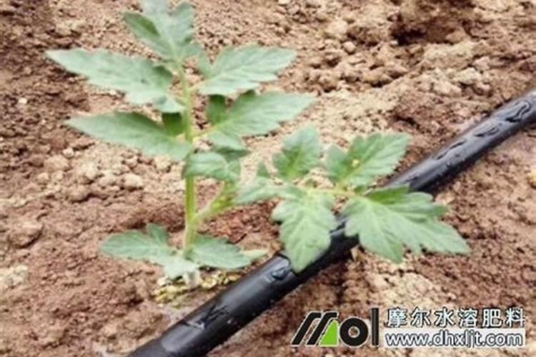 磷酸二氢钾和花多多2号的区别
