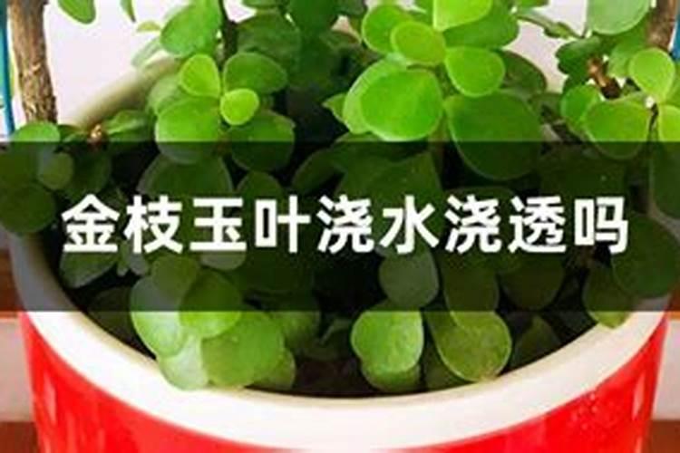 番茄喜肥吗 喜欢施什么肥料
