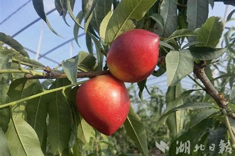 葡萄发芽用什么肥料？