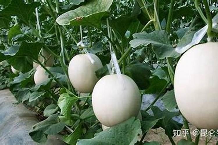 甜瓜什么时候追肥合适 高产追肥方法
