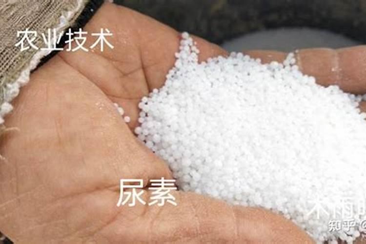 盆栽西红柿施什么肥最好？