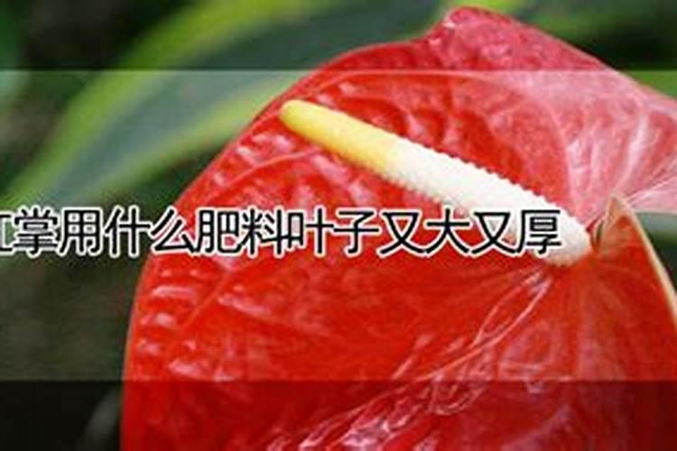 怎样给红掌下肥