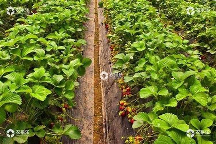 草莓要施什么肥料