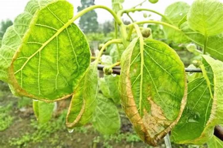 柚子树施什么肥料最好