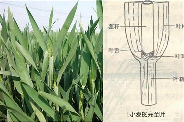 红糖叶面肥的绝密配方
