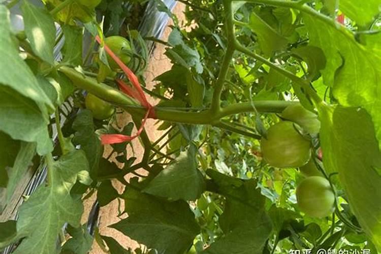 西瓜用什么肥料好