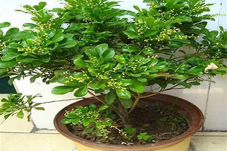 米兰花的开花期施肥