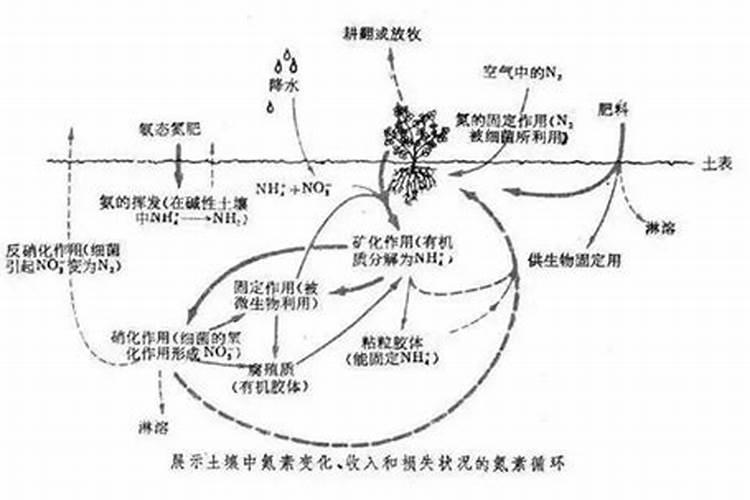 【提子】的功效与作用