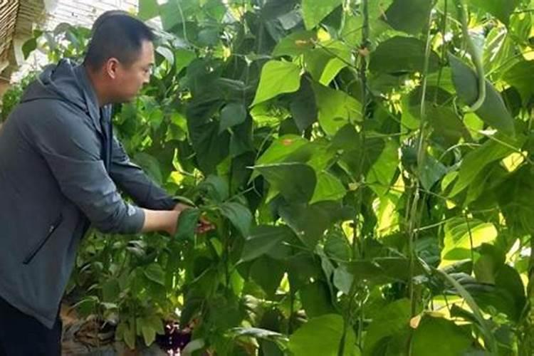 桔子树施什么肥料最好
