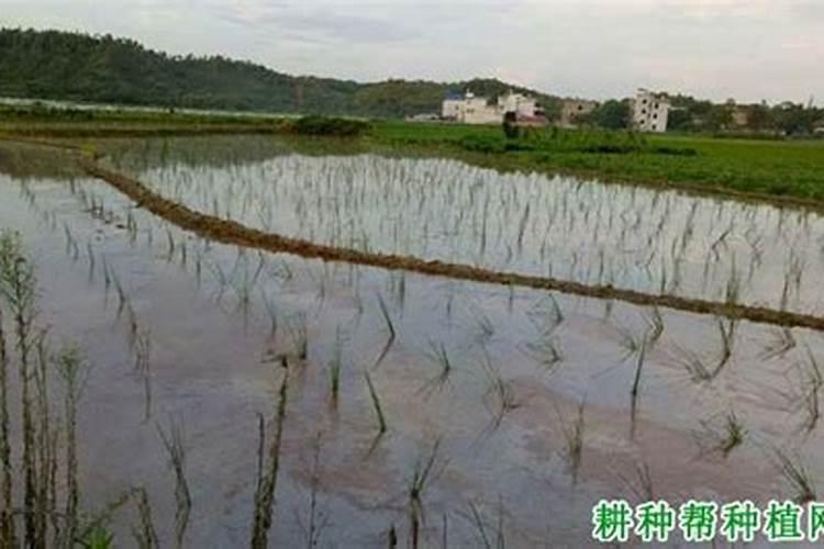 北方可以种马蹄吗