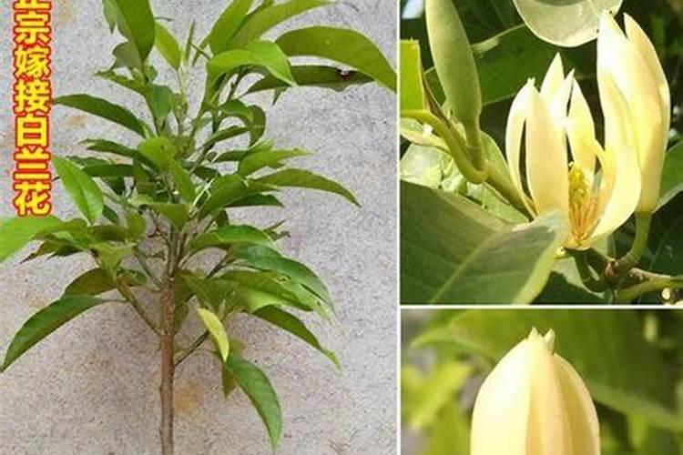 白兰花用什么肥料最好(白兰花怎么施肥长得快开花多)