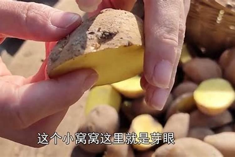 种土豆用什么肥料最好