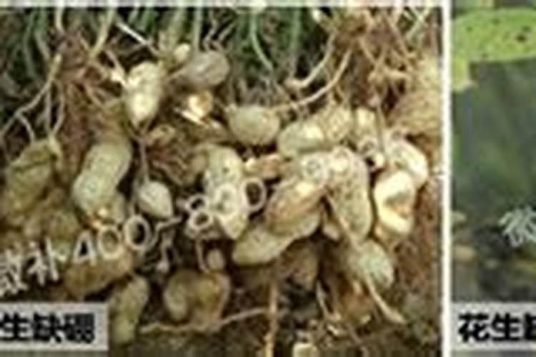 花生种植要多施钙肥,是为何？