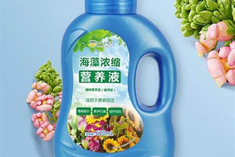 海藻鱼蛋白母液属于危险品吗