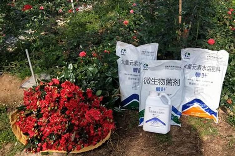 庭院鱼池适合种什么花卉庭院里面有鱼池适合种的花卉