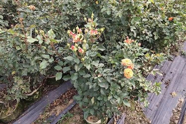 山芋怎么种植方法