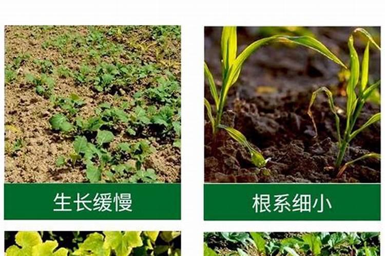 种植韭菜要怎样施肥