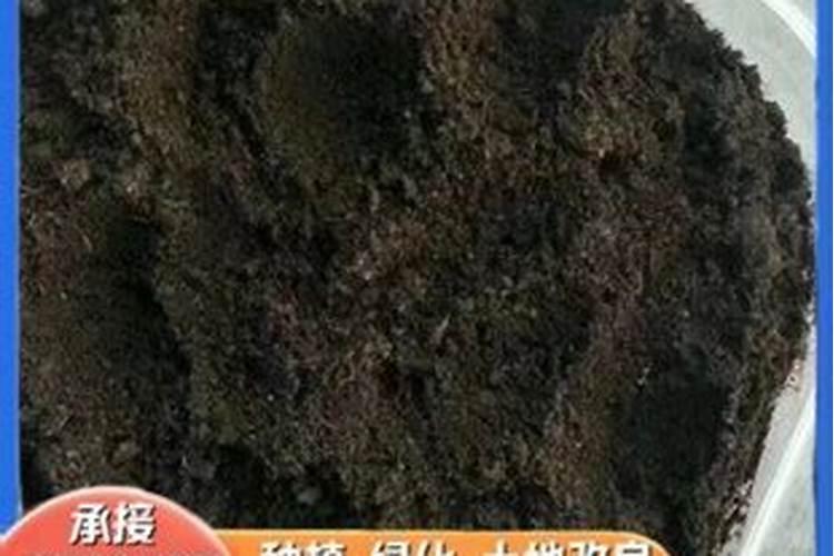芸苔素能灌根吗,芸苔素能促进花芽分化吗