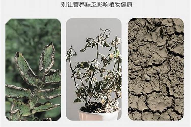 硫酸亚铁叶面喷雾浓度大了,烧叶了怎么解决？