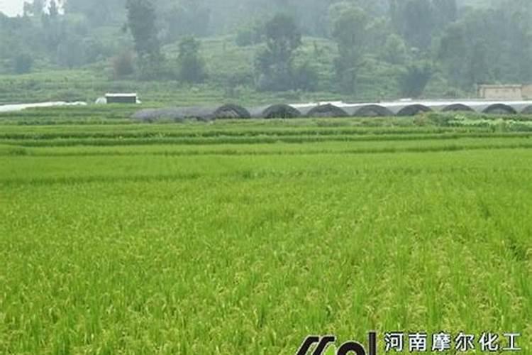 水稻什么时候撒锌肥