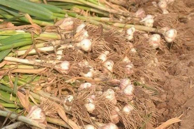 白兰花用什么肥料最好(白兰花怎么施肥长得快开花多)