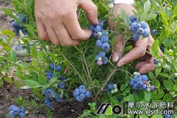 叶面肥有哪些种类