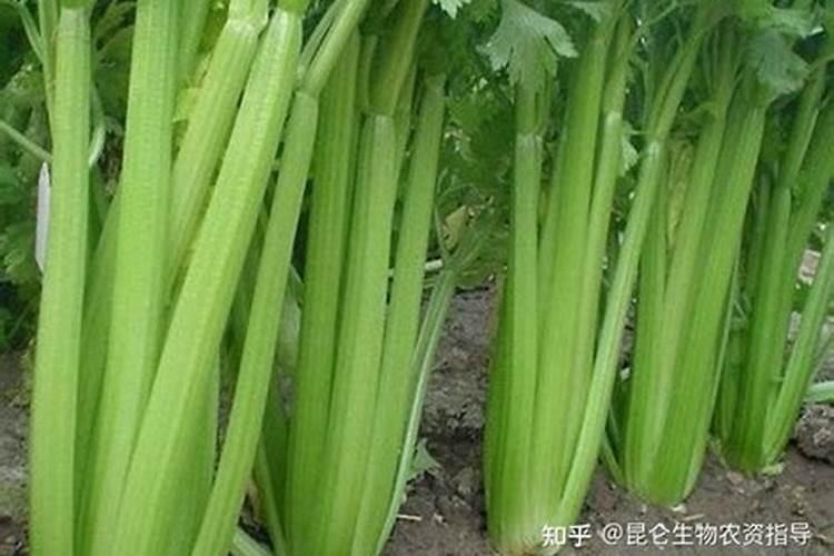 有机氮肥和无机氮肥的区别