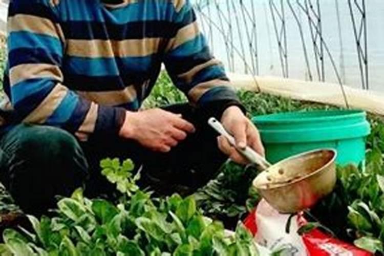 生姜用什么肥料做底肥最佳